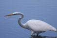 Egret